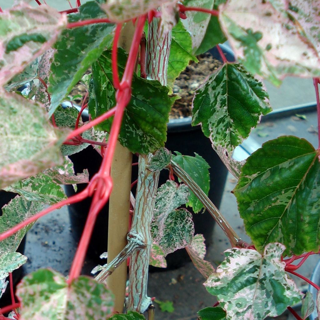 Acer conspicuum Red Flamingo - Érable à peau de serpent