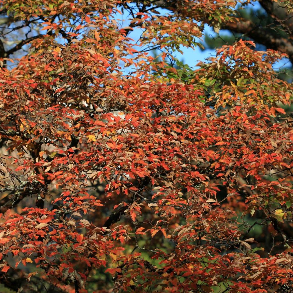 Érable cannelle - Acer griseum