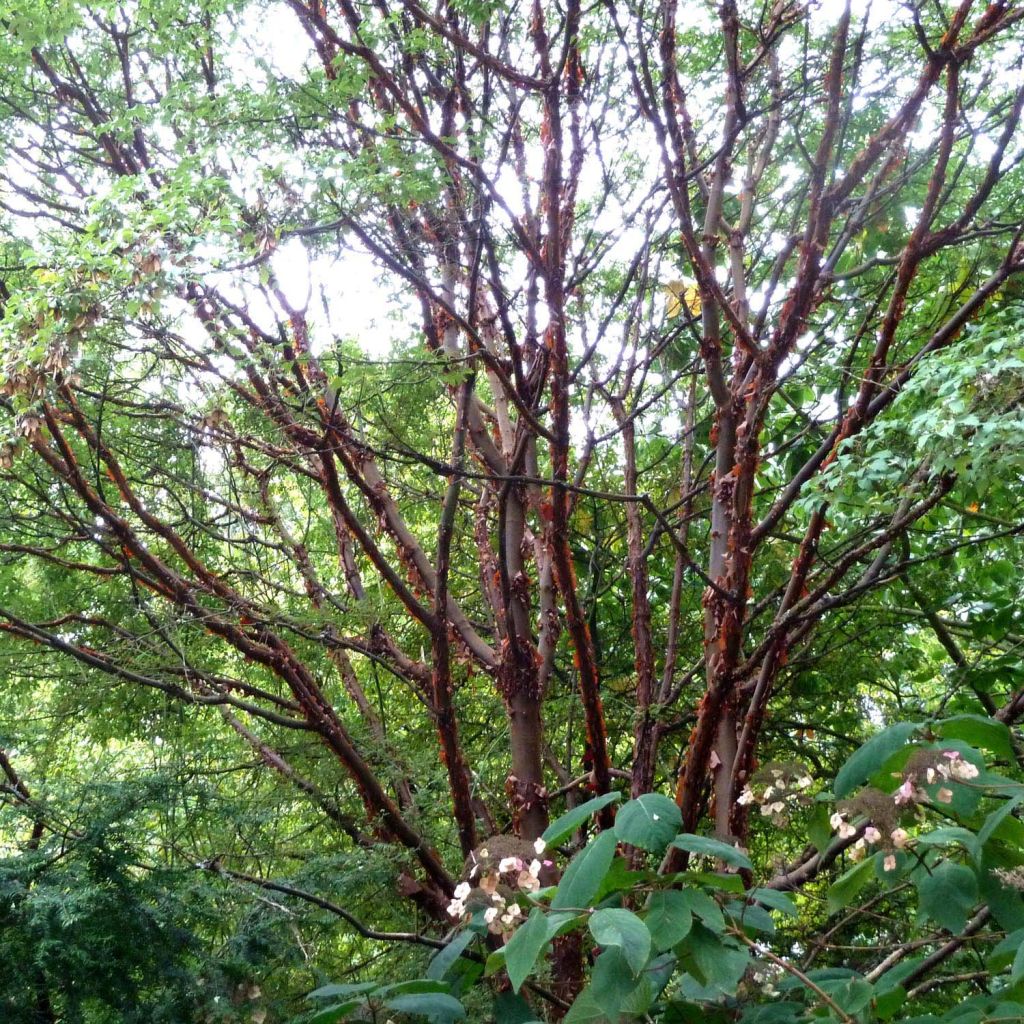 Érable cannelle - Acer griseum