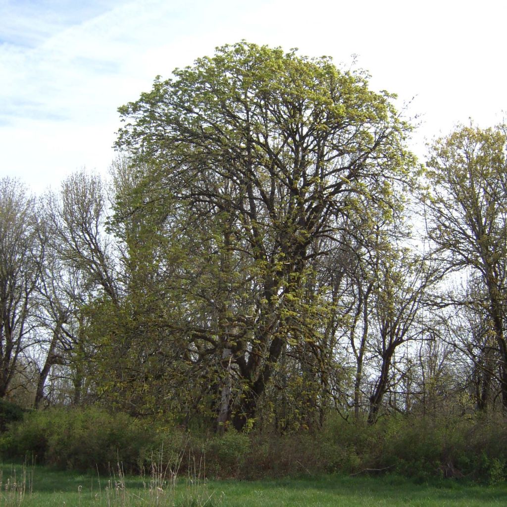 Acer macrophyllum - Erable à grandes feuilles