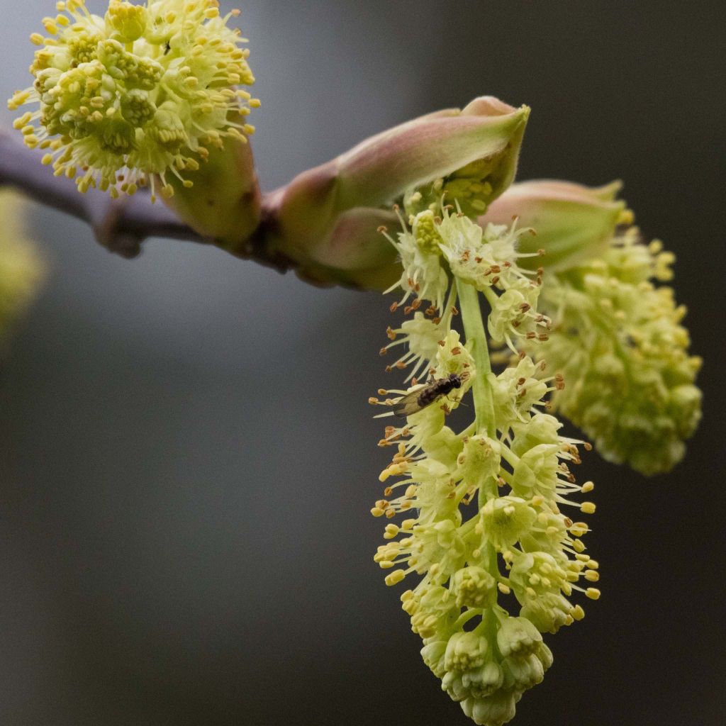 Acer macrophyllum - Erable à grandes feuilles