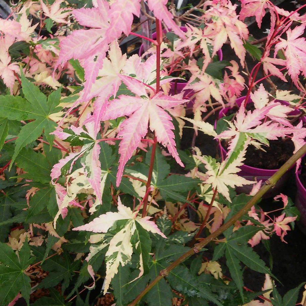 Erable du Japon - Acer palmatum Asahi Zuru