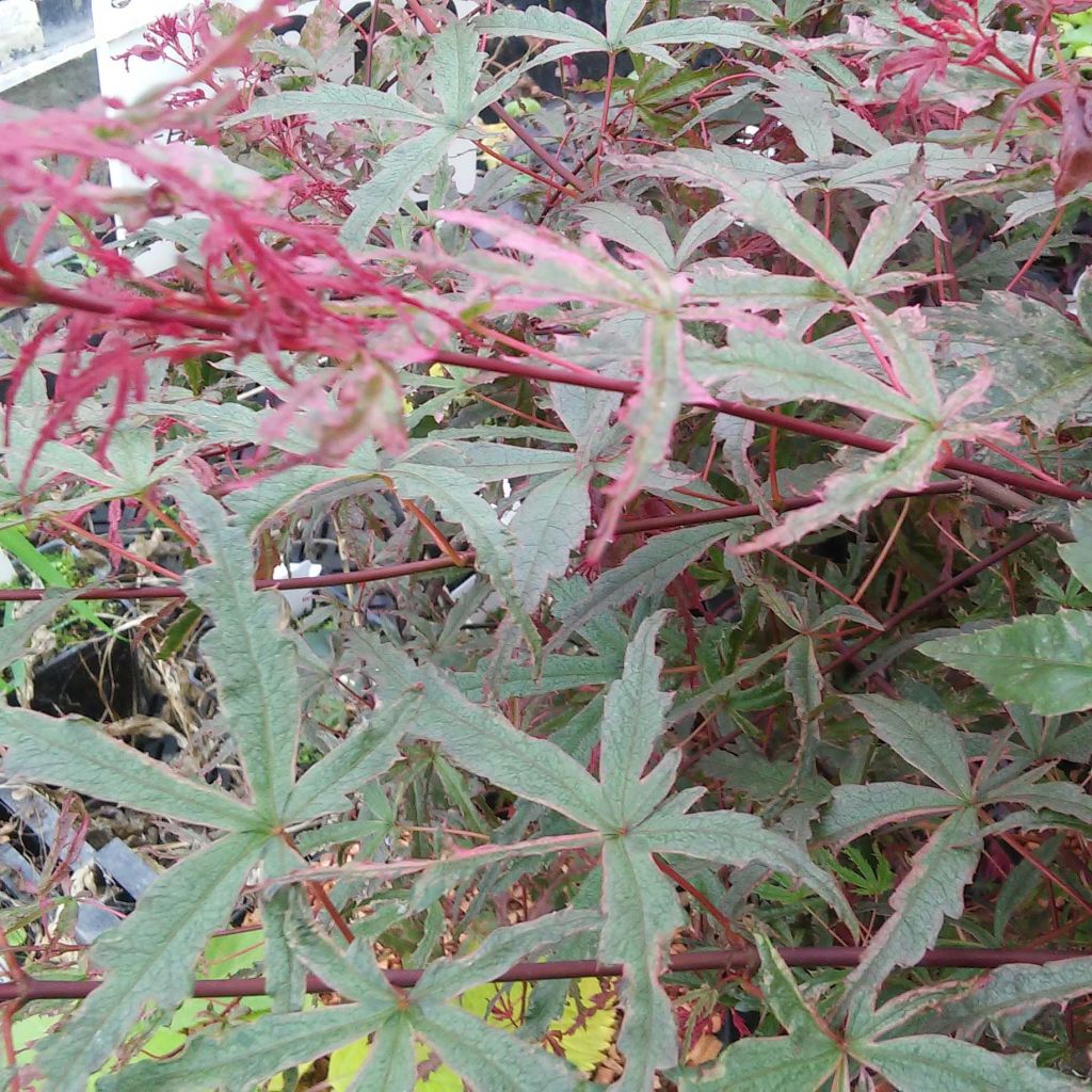 Erable du Japon - Acer palmatum Beni Komachi