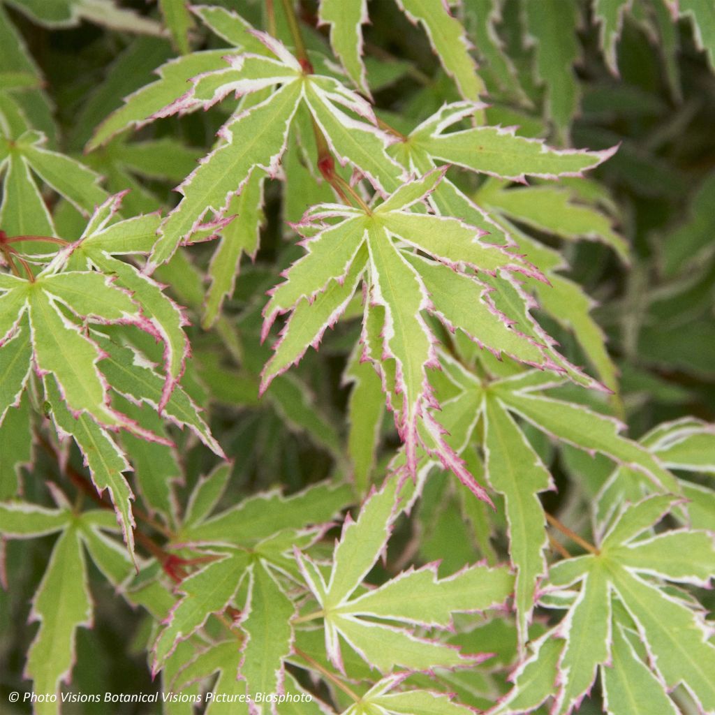 Érable du Japon - Acer palmatum Butterfly