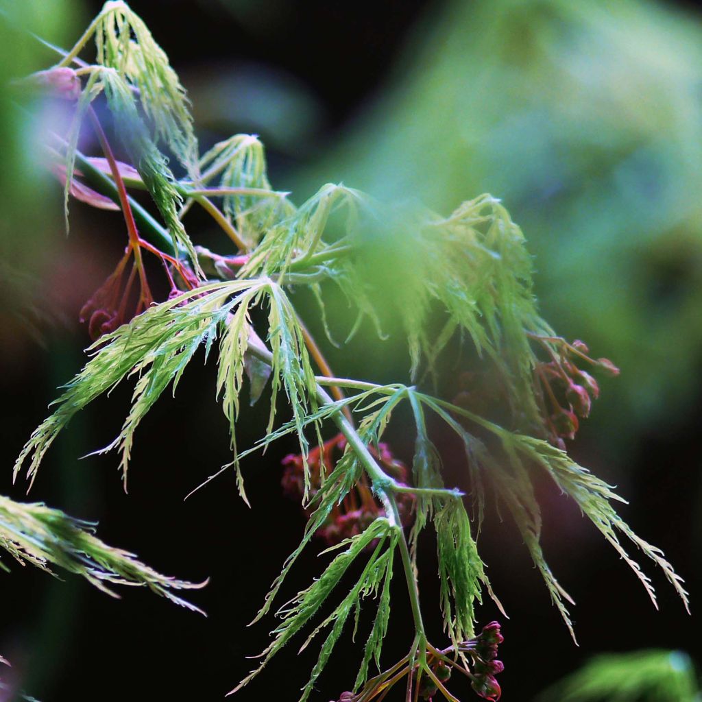 Érable du Japon - Acer palmatum Dissectum
