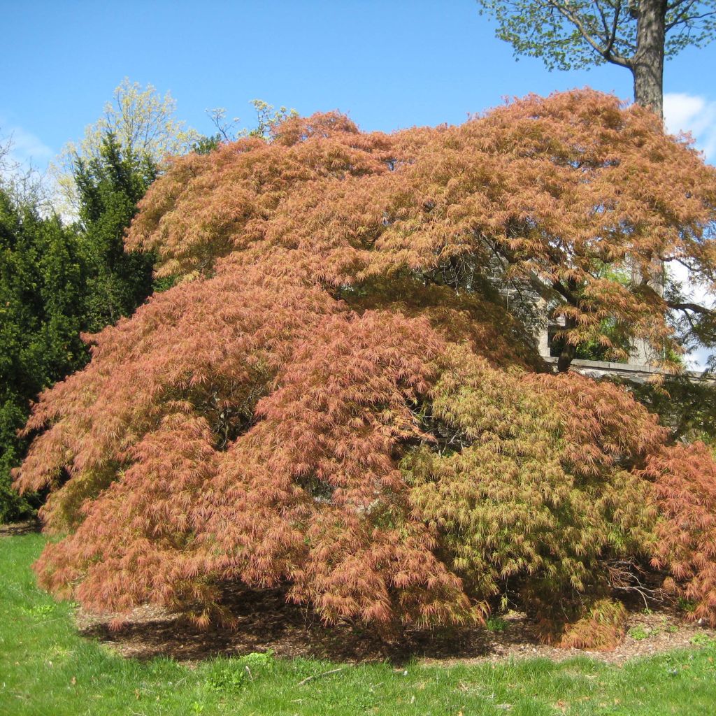 Érable du Japon - Acer palmatum Dissectum