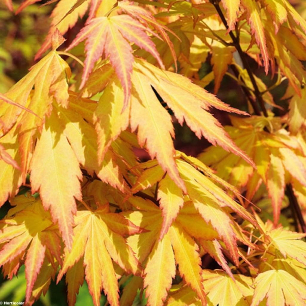 Érable du Japon - Acer palmatum Orange Dream