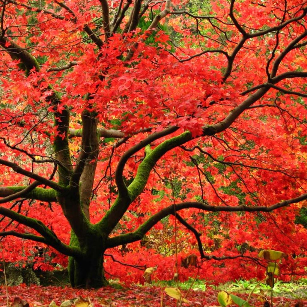 Érable du Japon - Acer palmatum Osakazuki