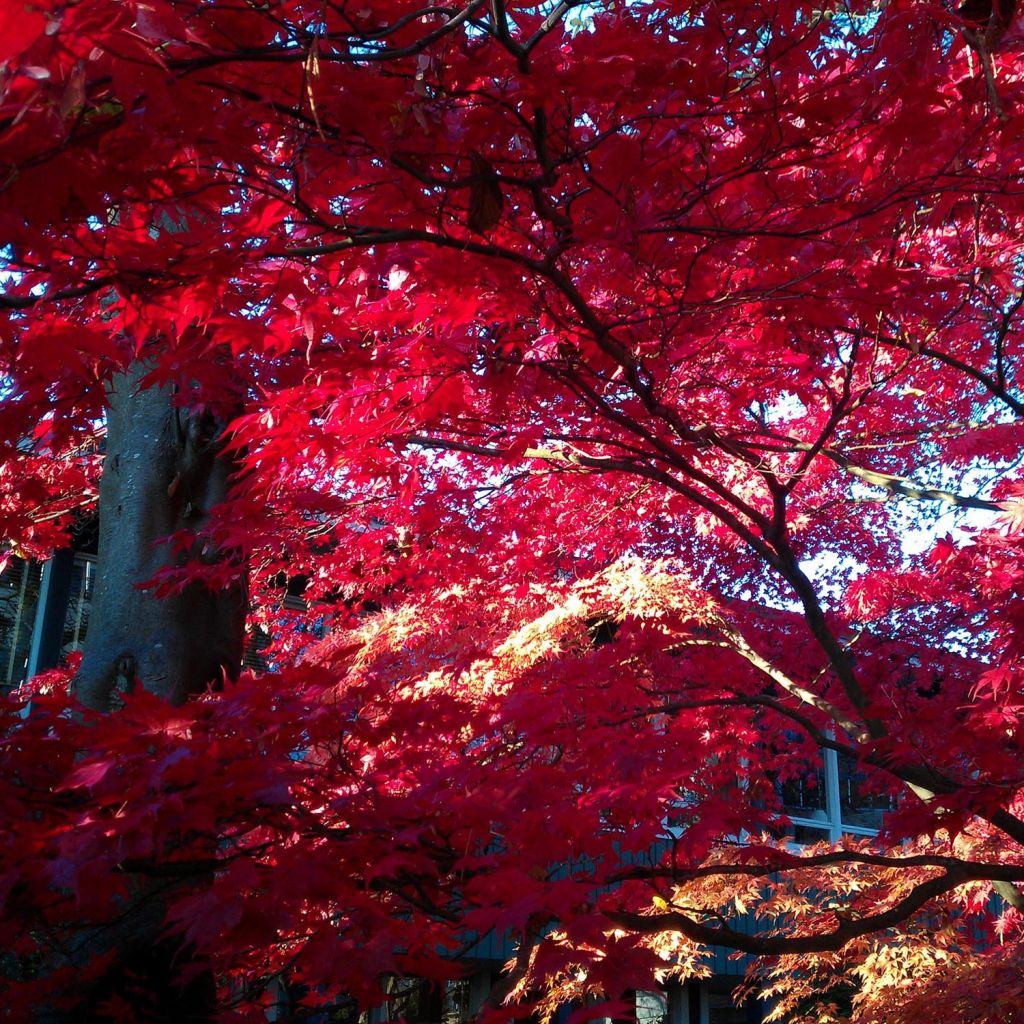 Érable du Japon - Acer palmatum Osakazuki