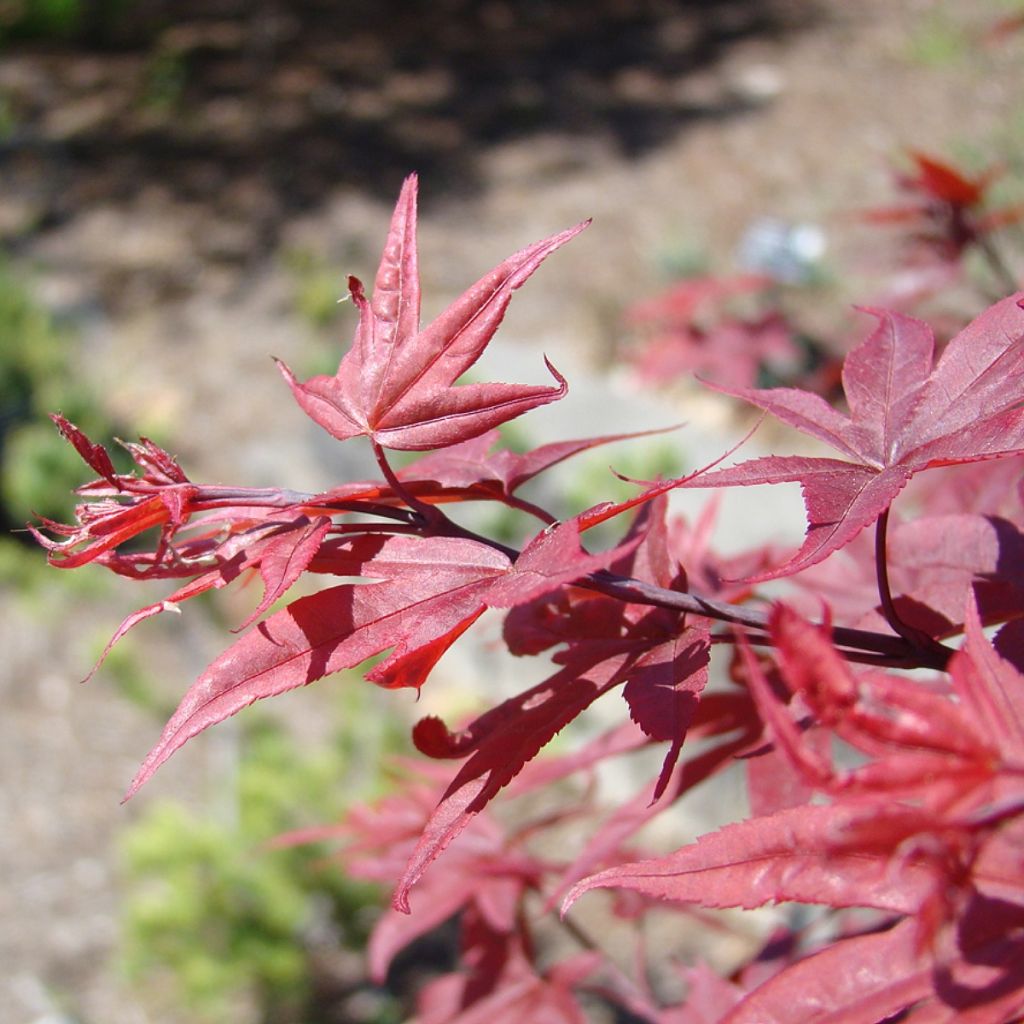 Érable du Japon - Acer palmatum Twomblys Red Sentinel