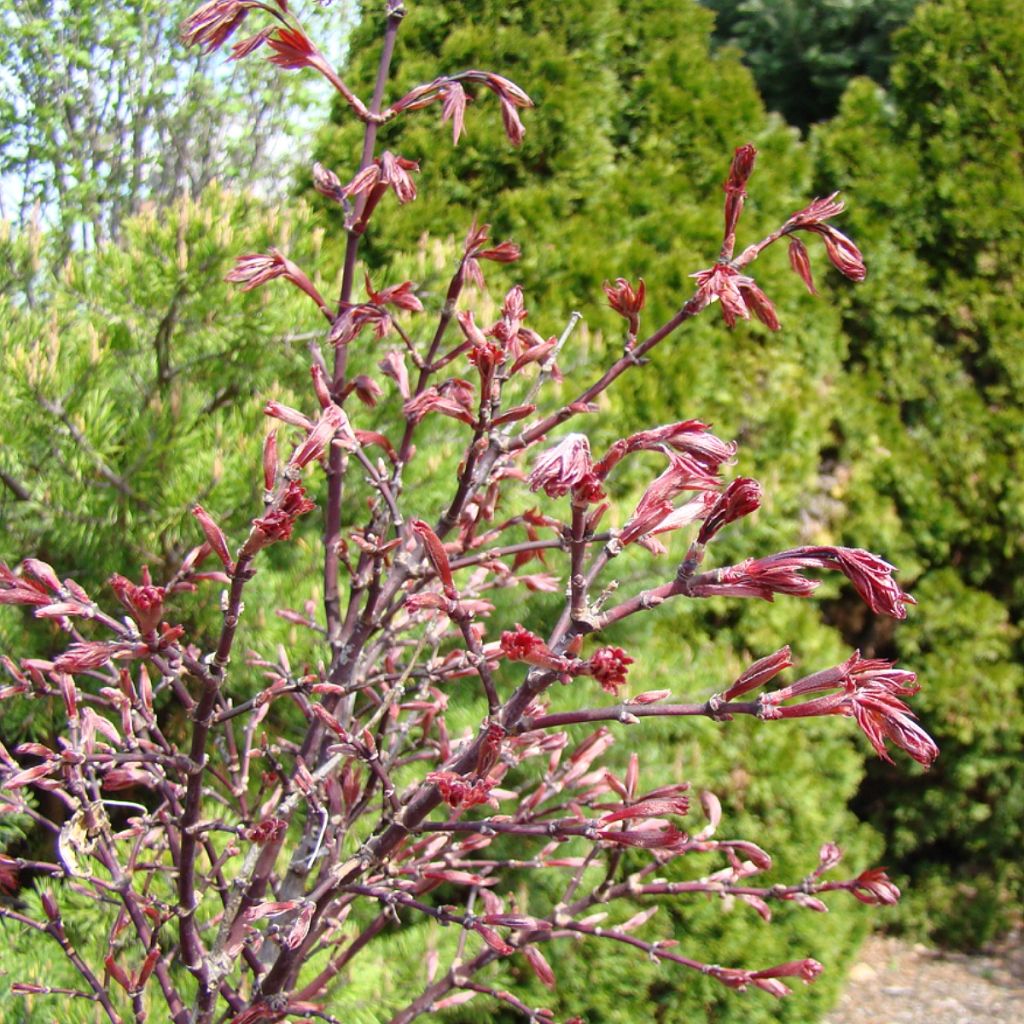 Érable du Japon - Acer palmatum Twomblys Red Sentinel