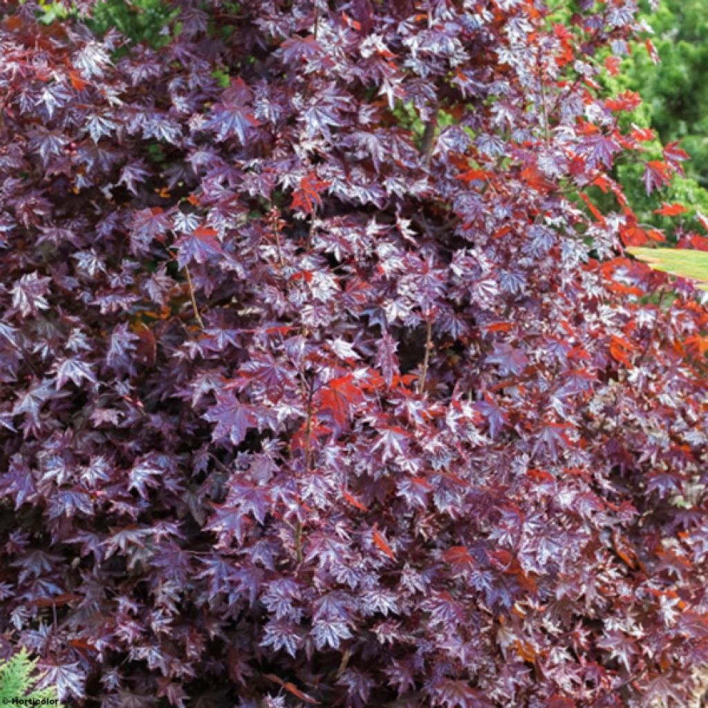 Érable platane - Acer platanoides Crimson King