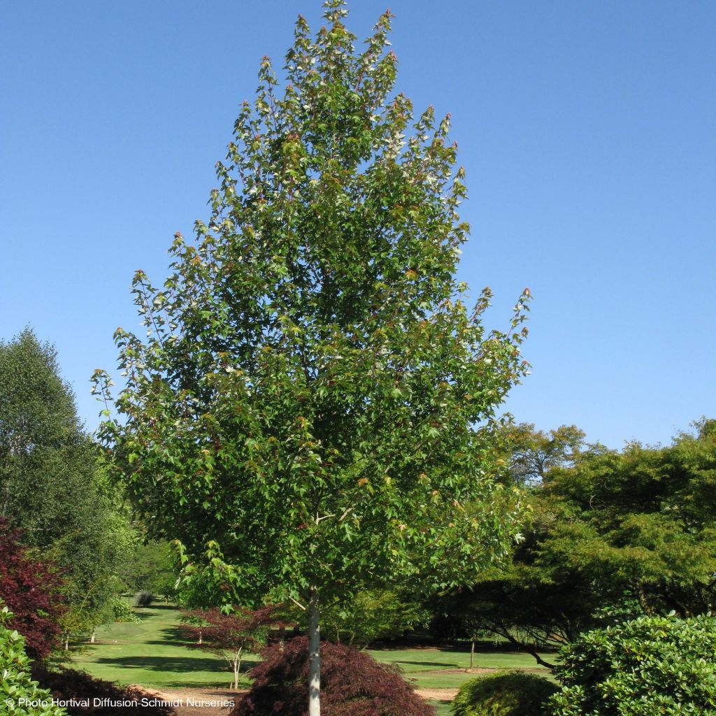 Acer rubrum Redpointe - Erable rouge