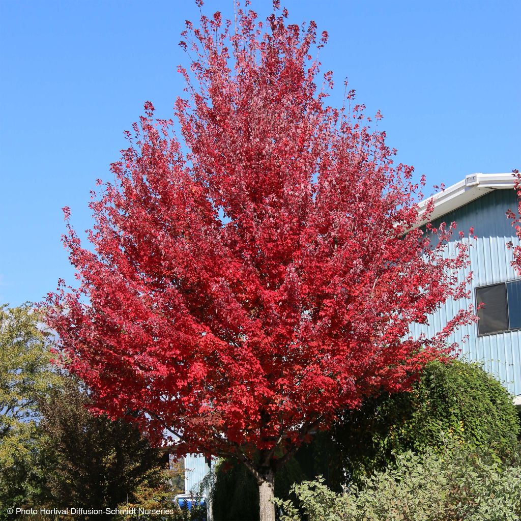 Acer rubrum Redpointe - Erable rouge