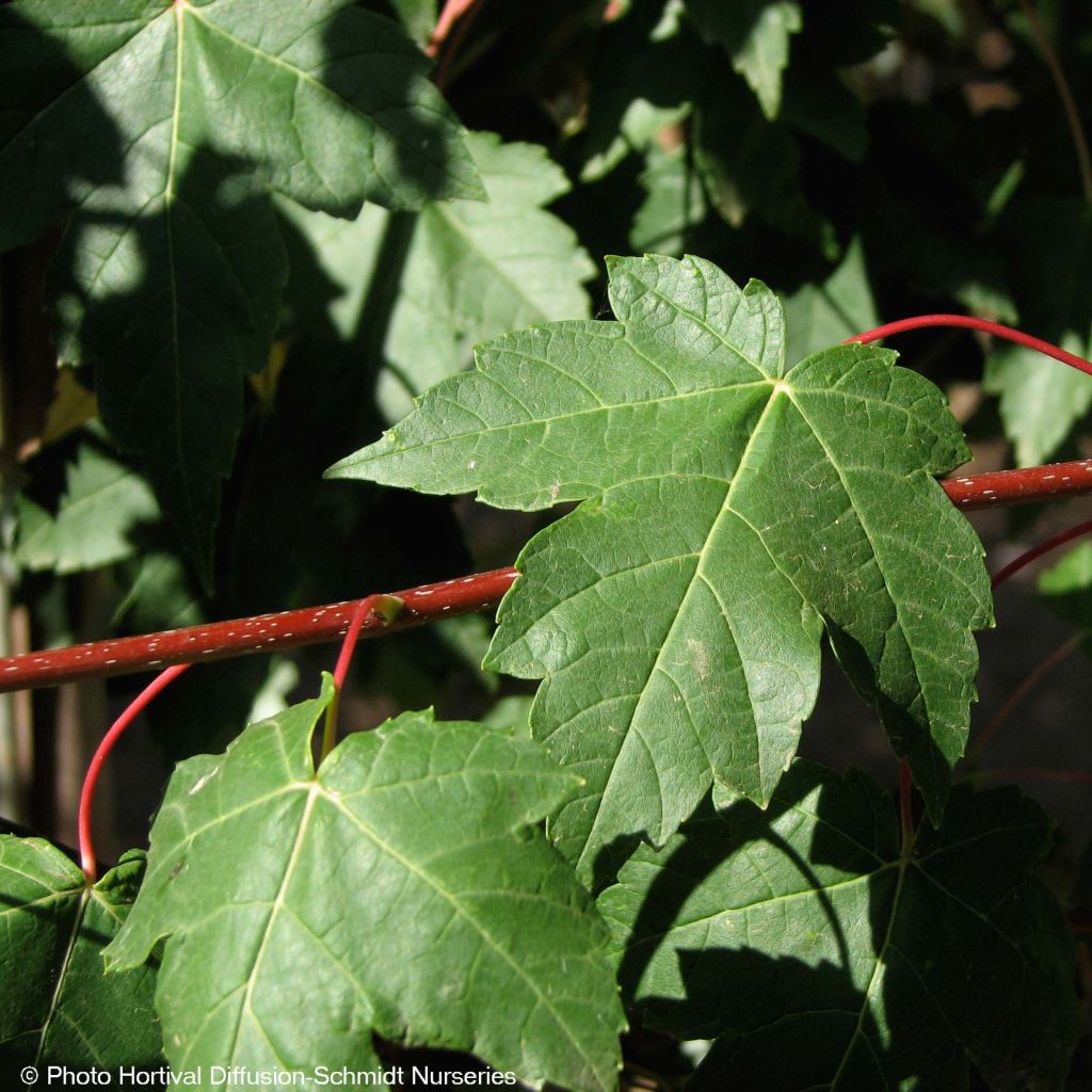 Acer rubrum Redpointe - Erable rouge