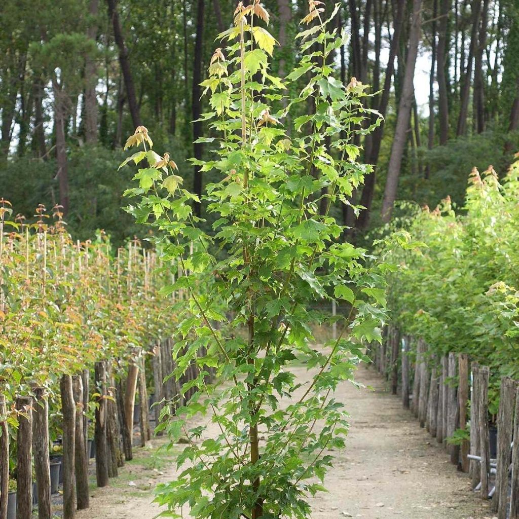 Acer rubrum Armstrong - Érable rouge