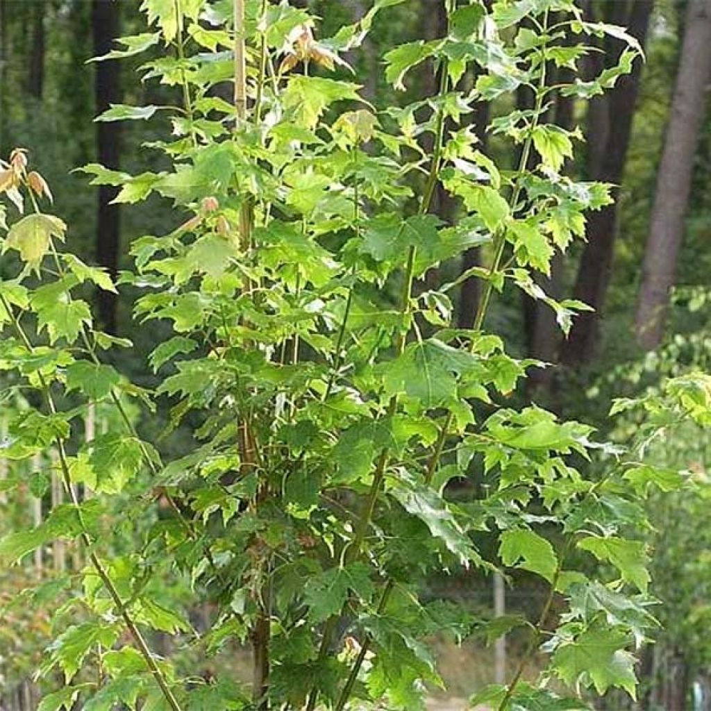 Acer rubrum Armstrong - Érable rouge