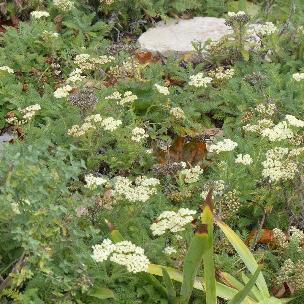 Achillée - Achillea crithmifolia