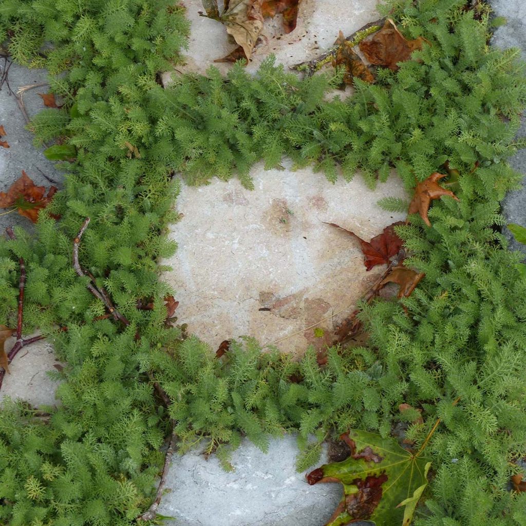 Achillée - Achillea crithmifolia