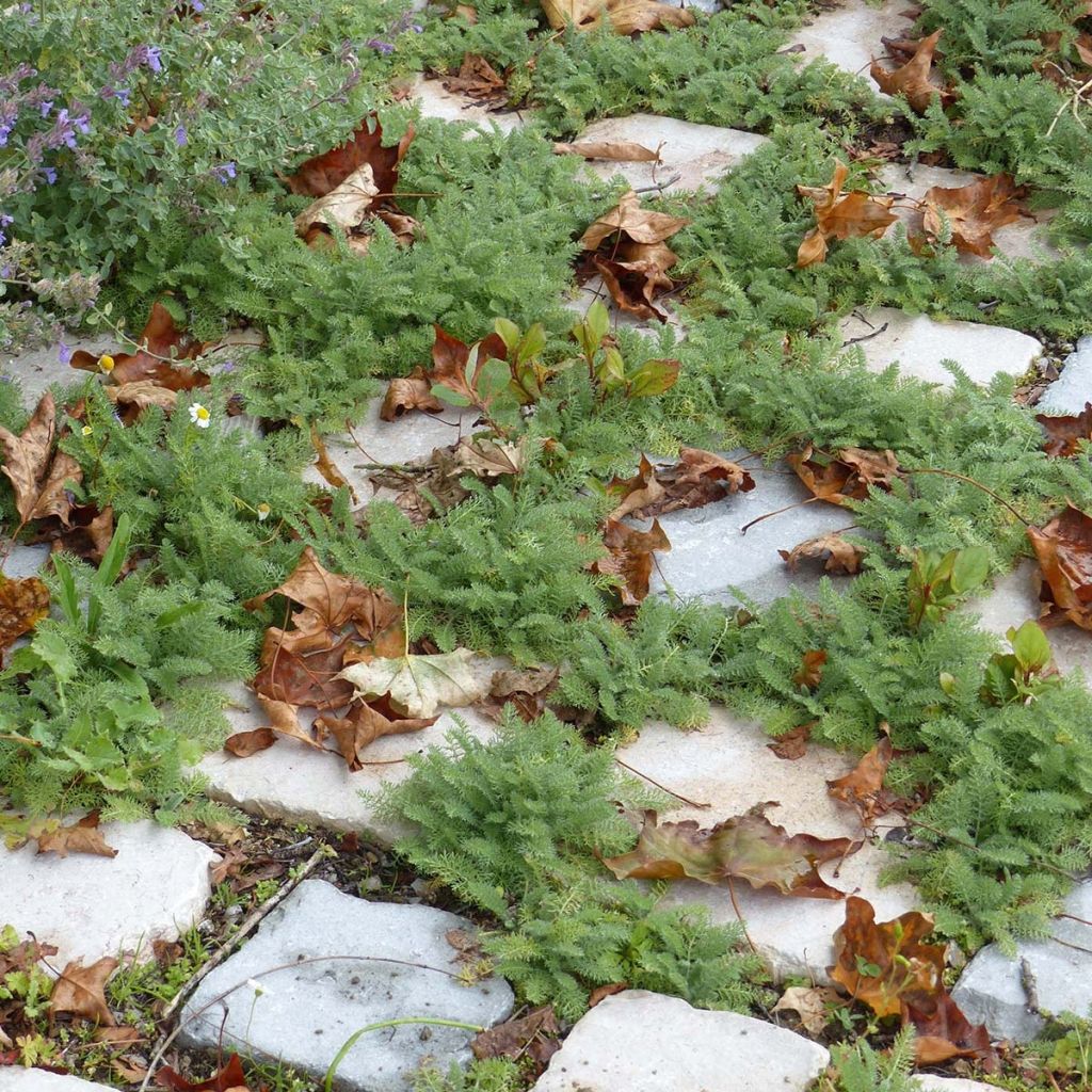 Achillée - Achillea crithmifolia