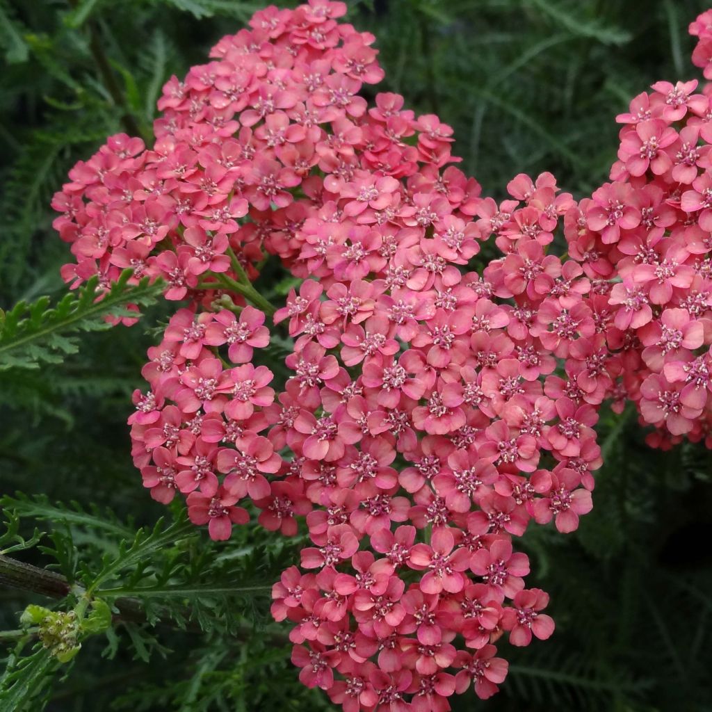 Achillée millefeuilles Apricot Delight (Tutti frutti) - Achillea millefolium