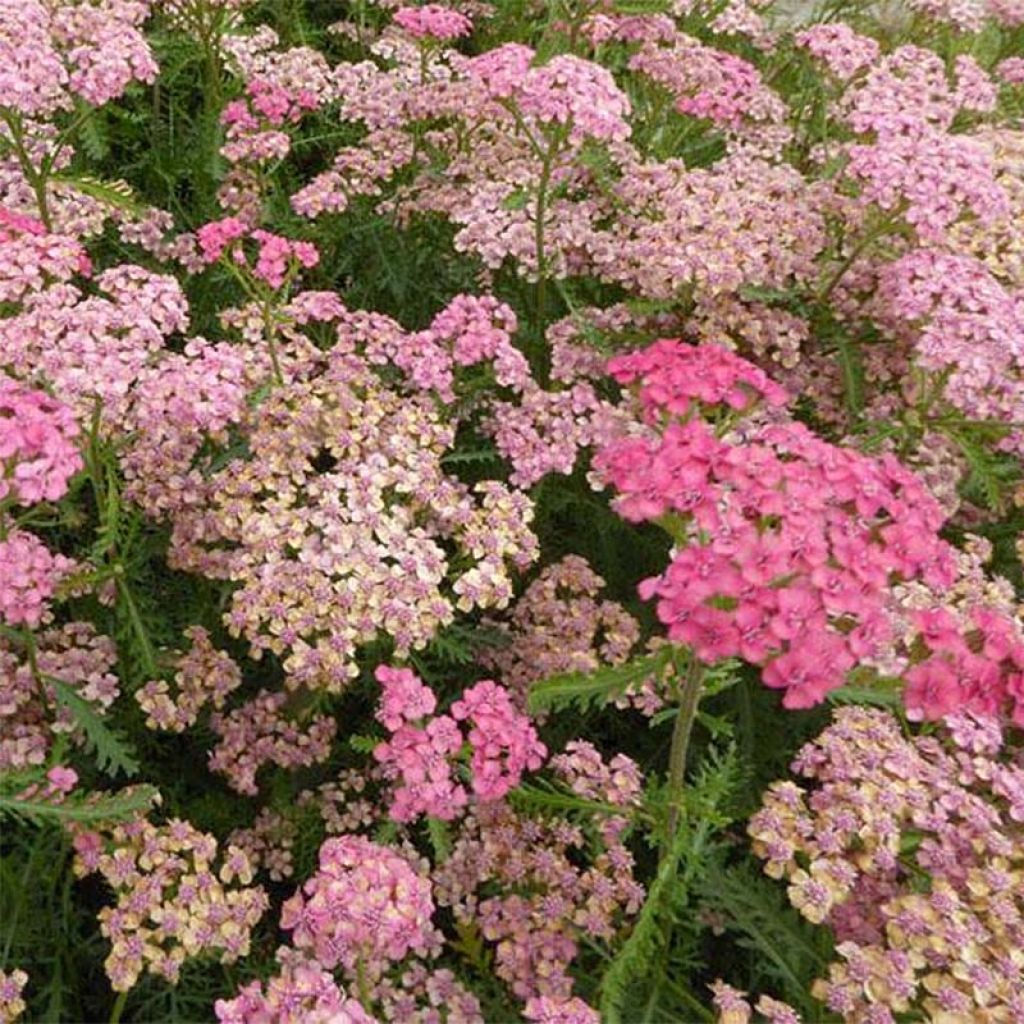 Achillée millefeuilles Apricot Delight (Tutti frutti) - Achillea millefolium