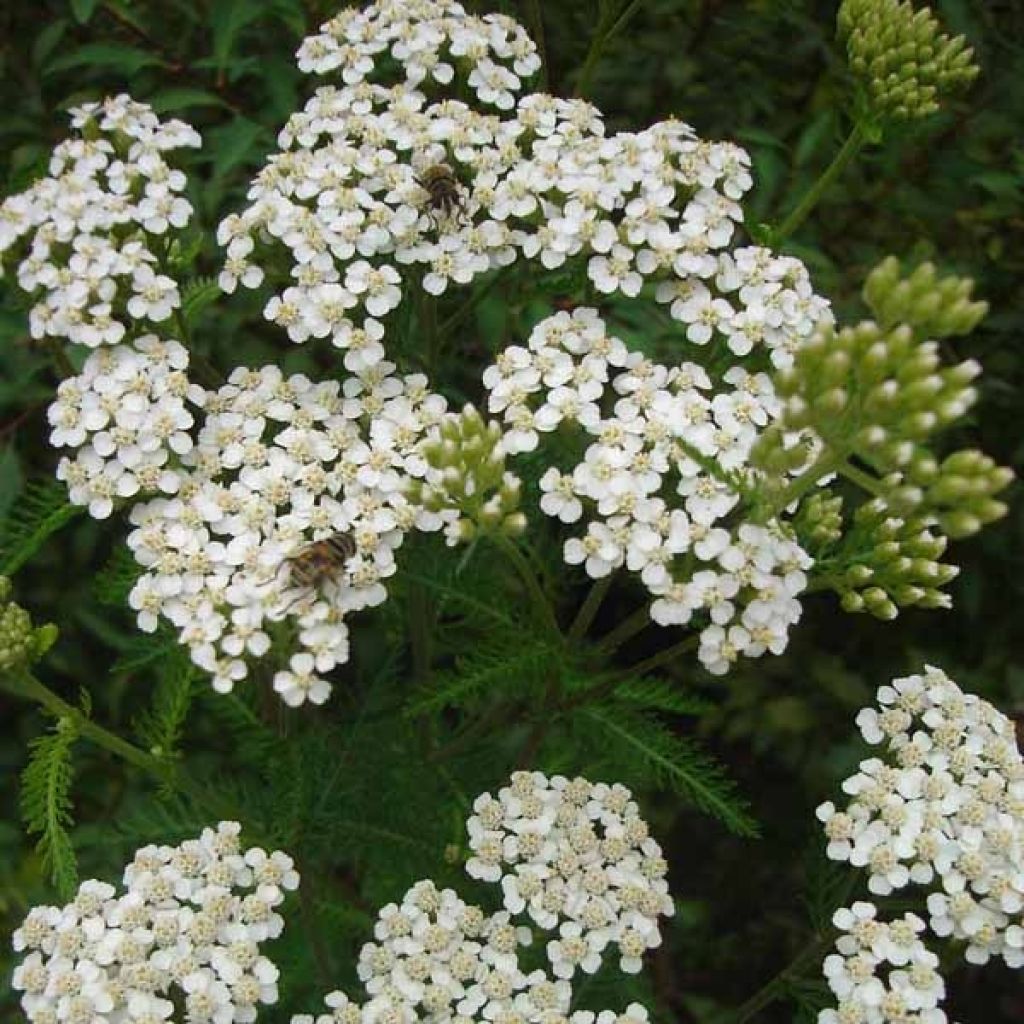 Achillée millefolium Heinrich Vogeler ou Achillée lanulosa