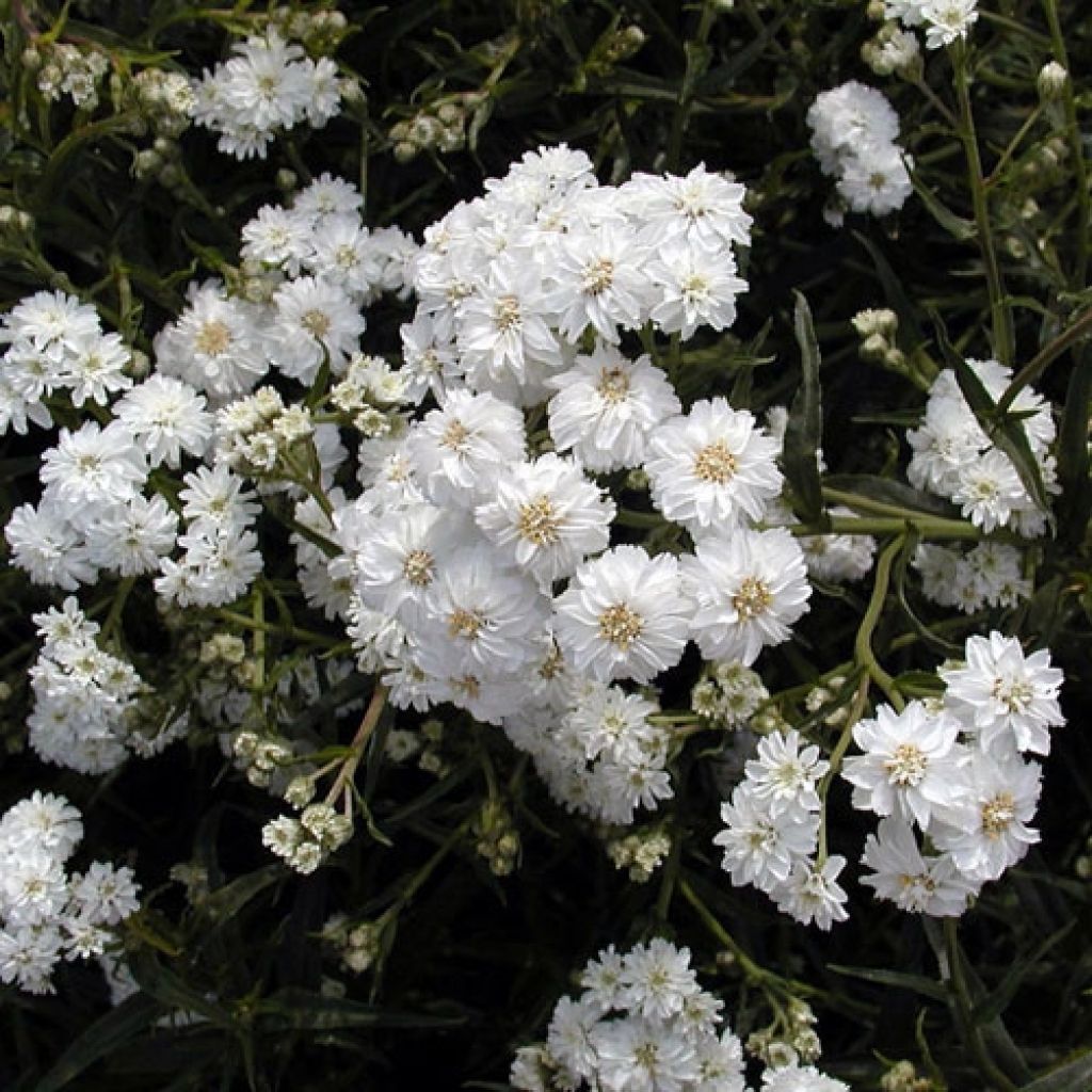 Achillea ptarmica Boule de Neige - Bouton d'argent