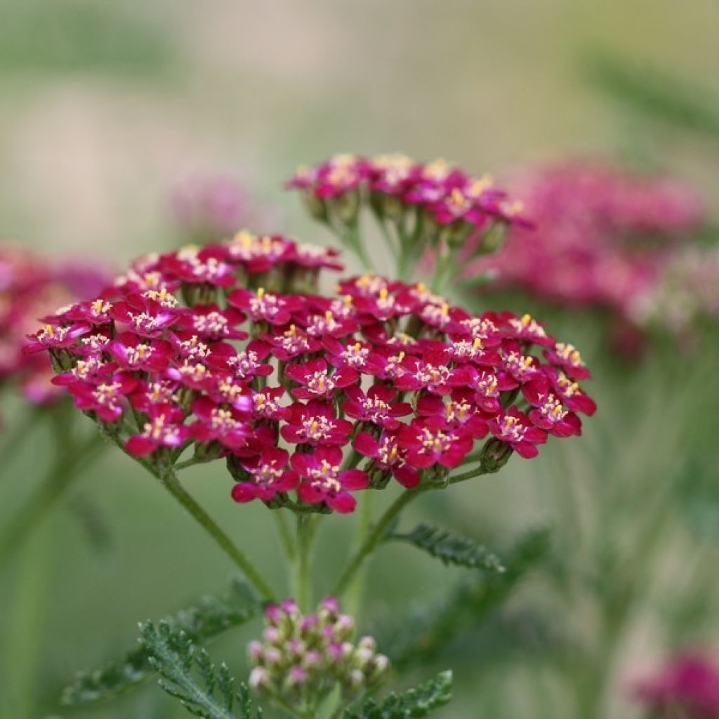 Achillée millefolium Cerise Queen