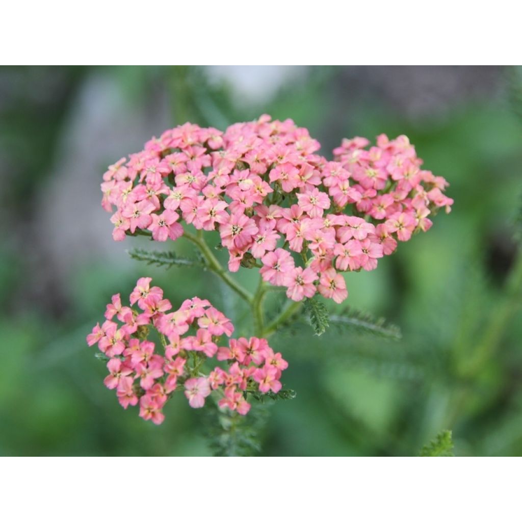 Achillée millefolium Salmon Beauty