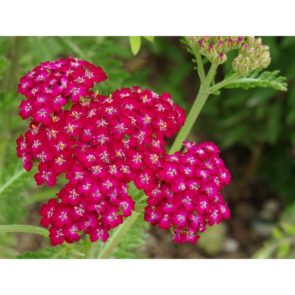 Achillée millefolium Cerise Queen