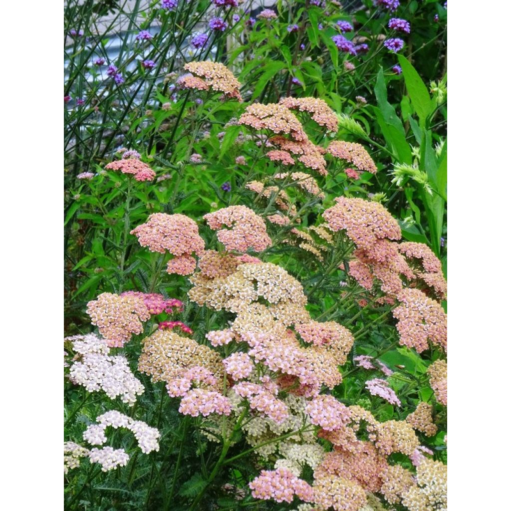 Achillée millefolium Summer Pastels