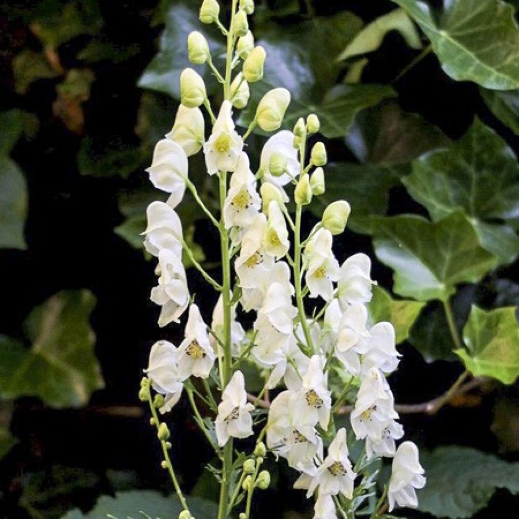 Aconit blanc - Aconitum napellus Album - Casque de Jupiter blanc