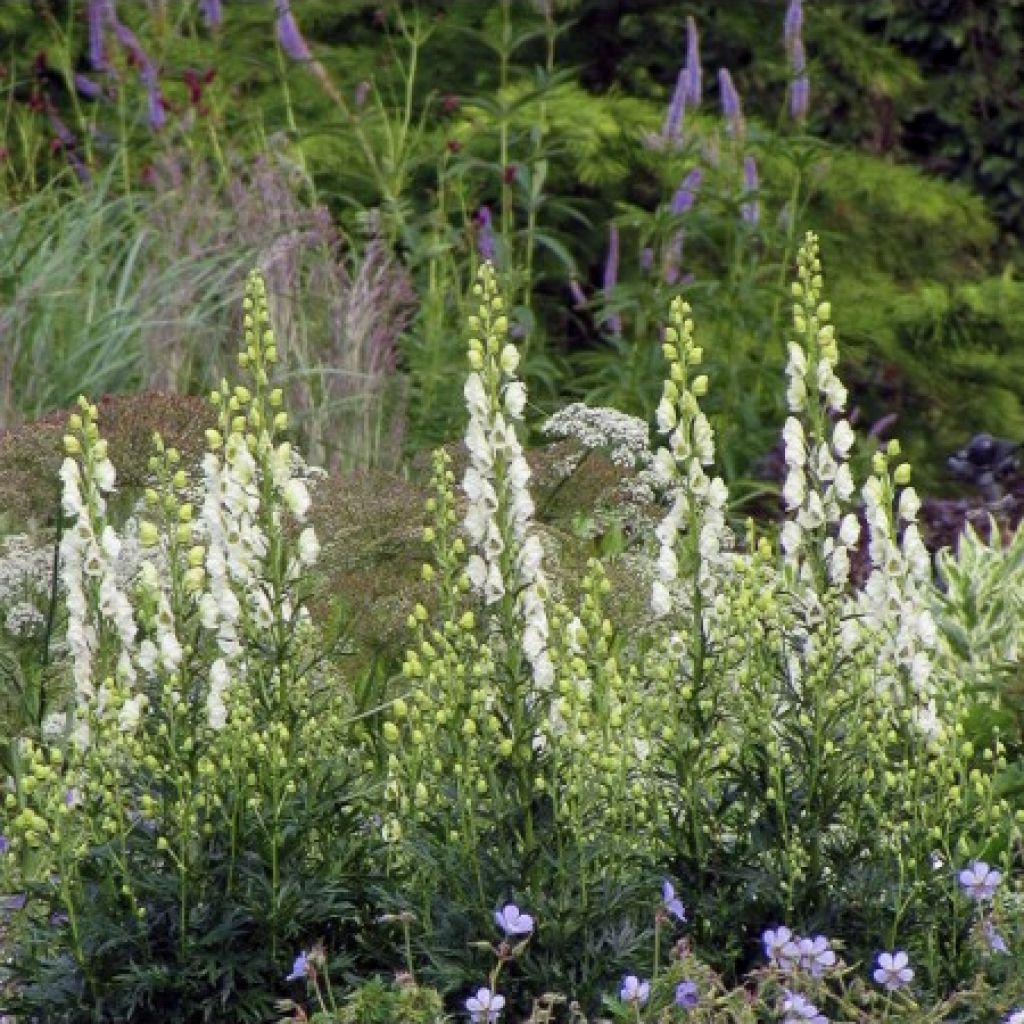 Aconit blanc - Aconitum napellus Album - Casque de Jupiter blanc