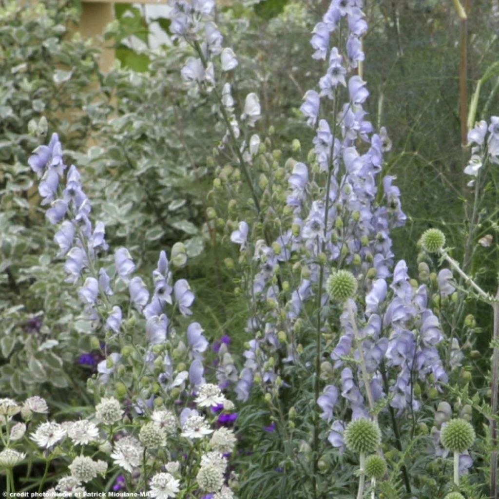 Aconite - Aconitum Stainless Steel