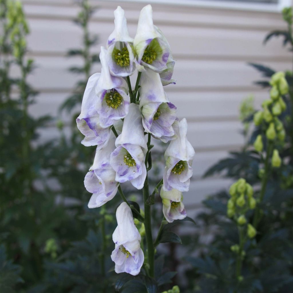 Aconitum carmichaelii Cloudy