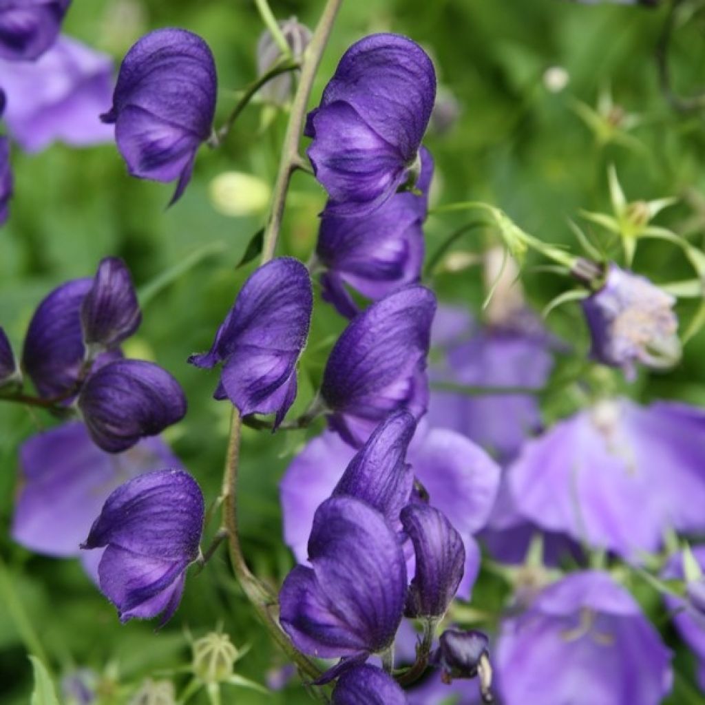 Aconitum napellus - Aconit napel