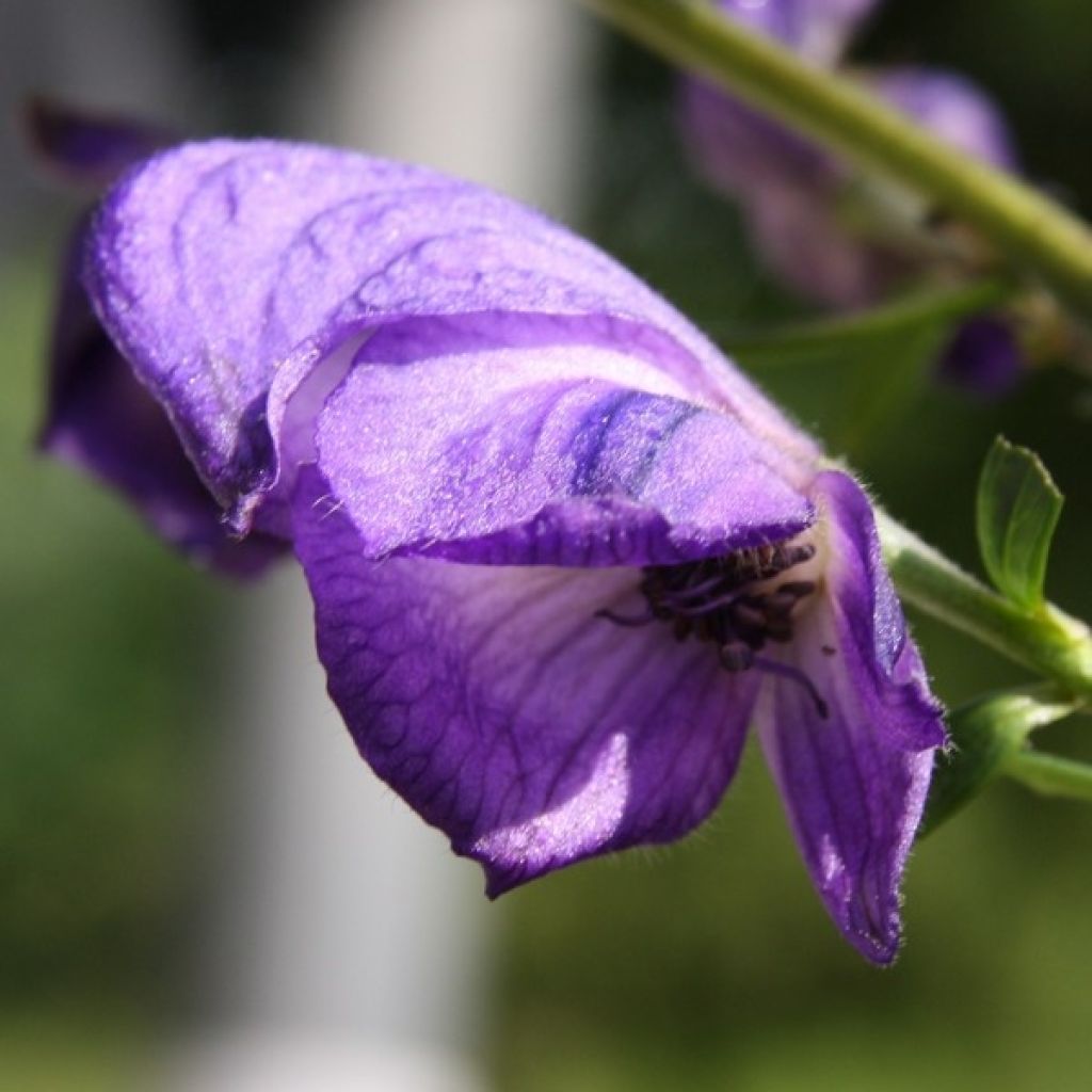 Aconitum napellus - Aconit napel