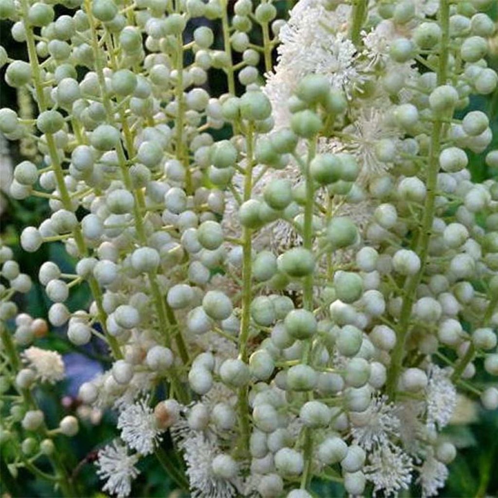 Actaea dahurica (Cimicifuga) - Cierge d'argent