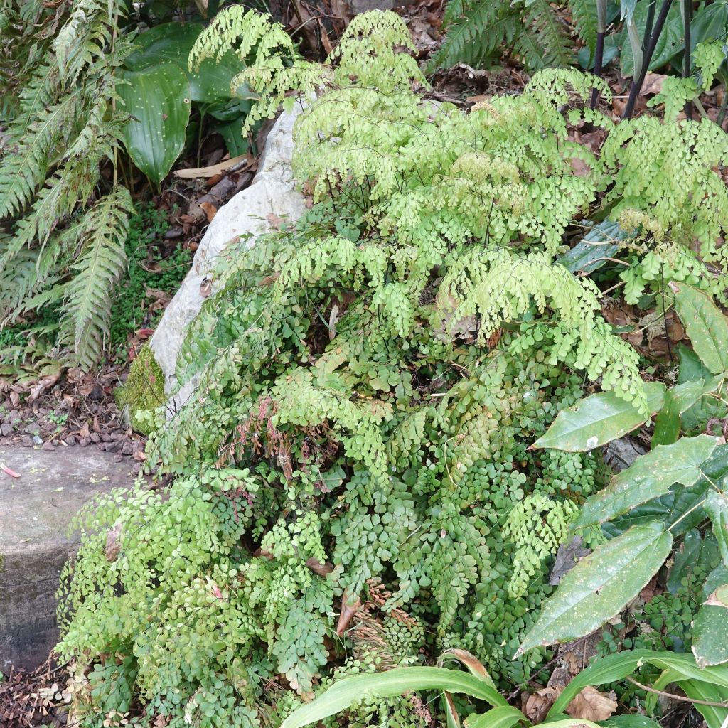 Capillaire élégante - Adiantum venustum