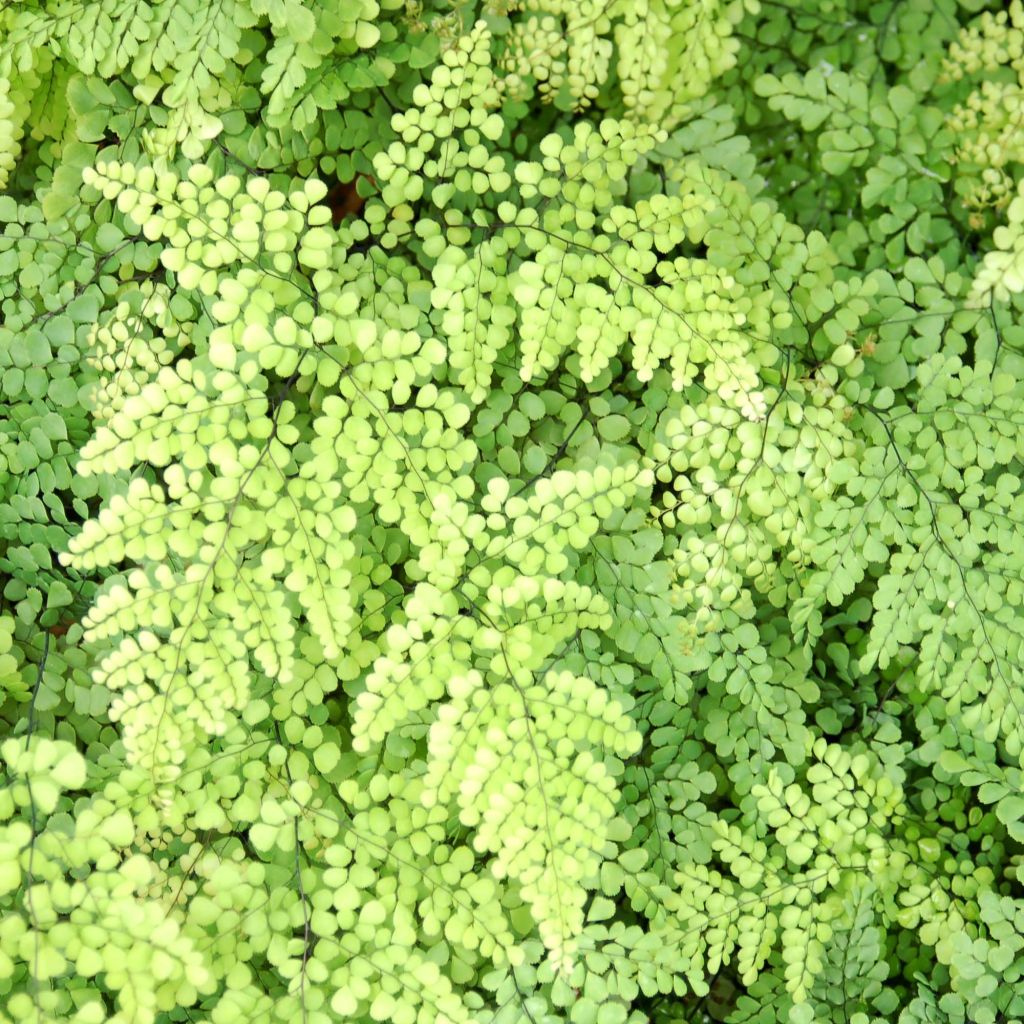 Capillaire élégante - Adiantum venustum