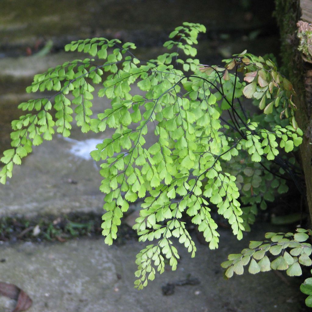 Capillaire élégante - Adiantum venustum