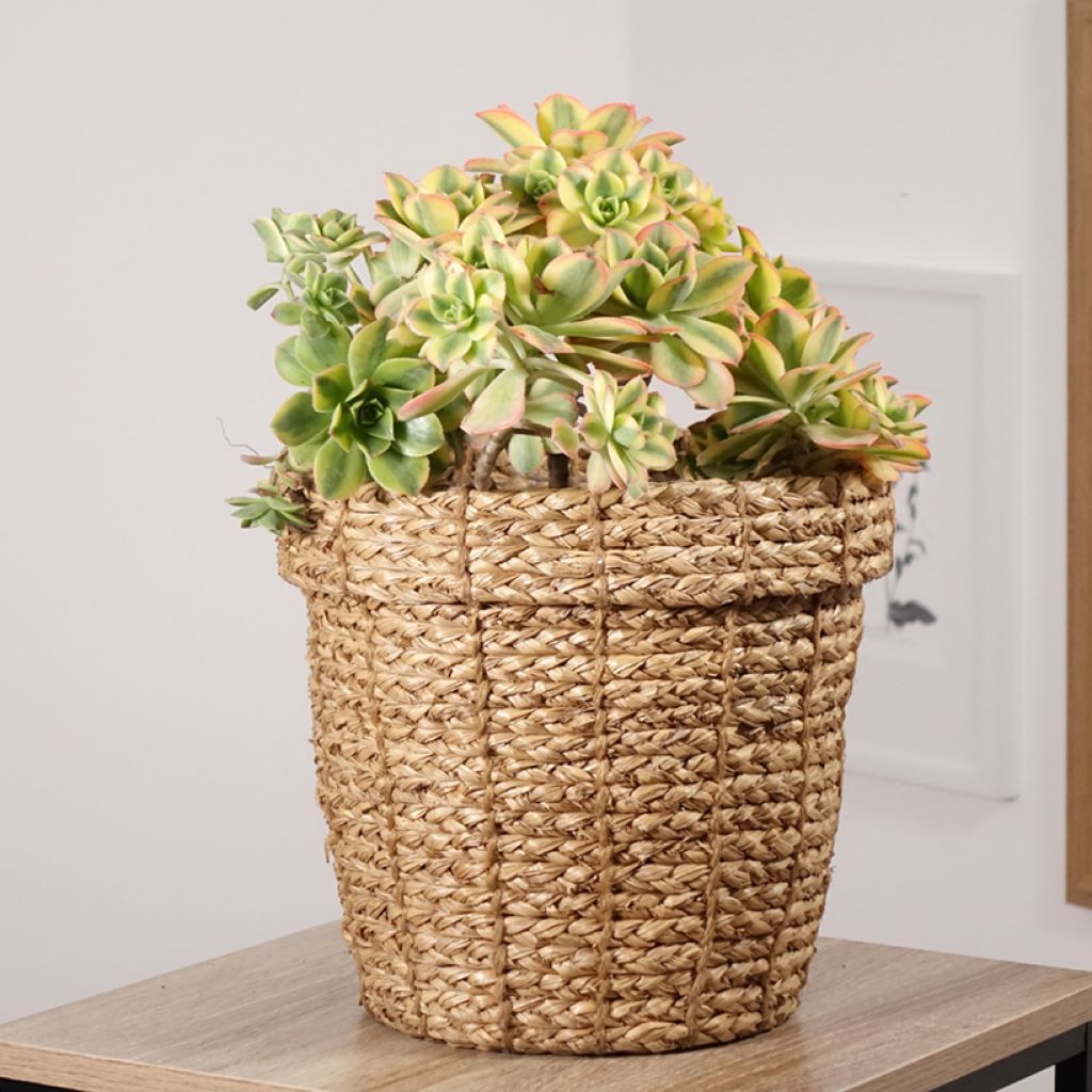 Aeonium Floresens