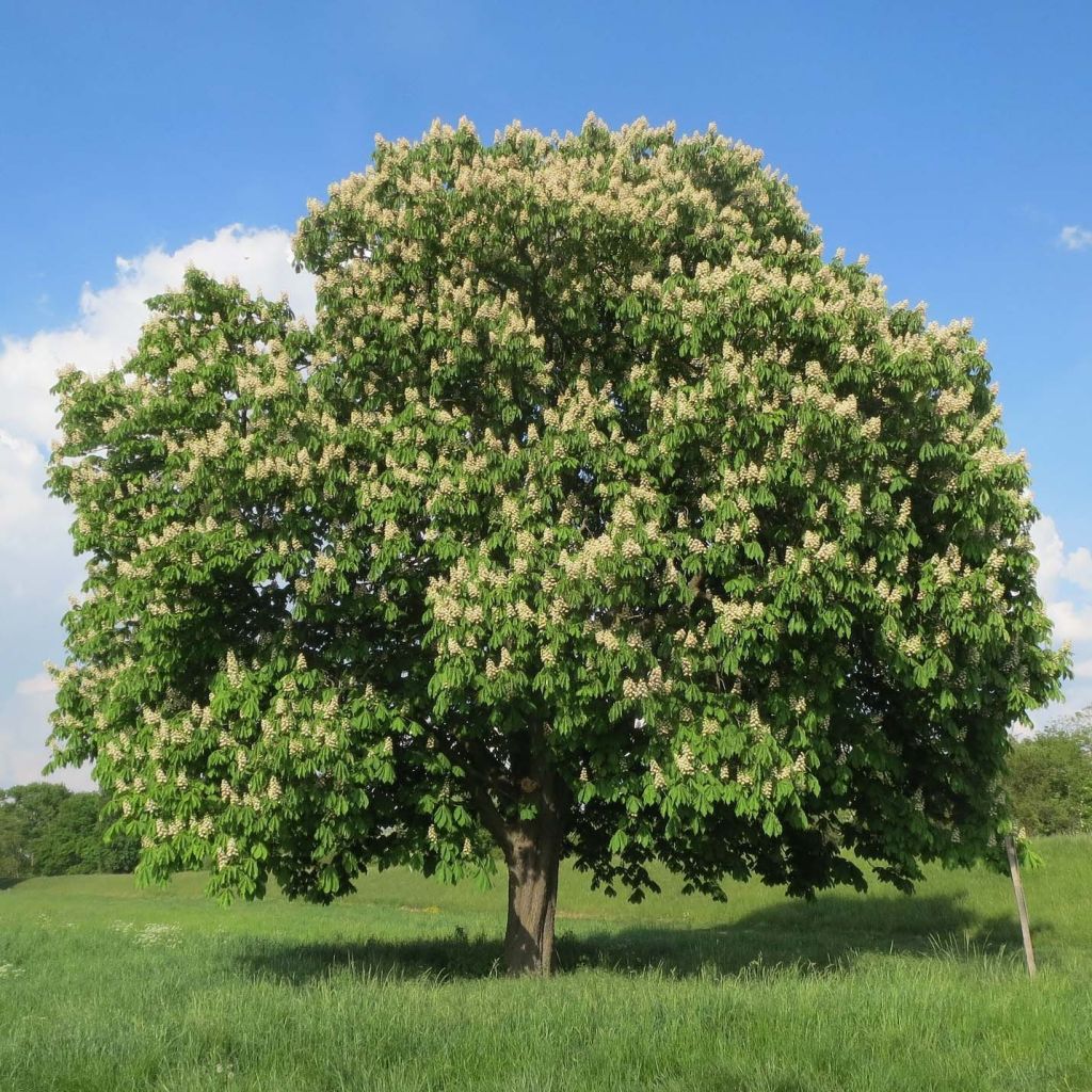 Aesculus hippocastanum - Marronnier commun