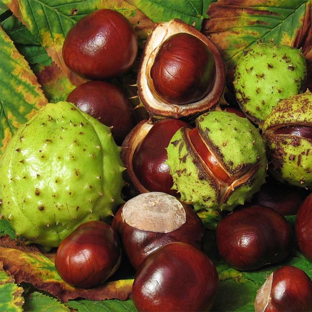 Aesculus hippocastanum - Marronnier commun