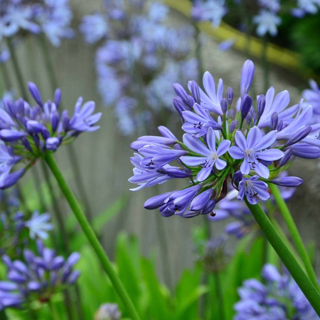 Agapanthe Blue Giant