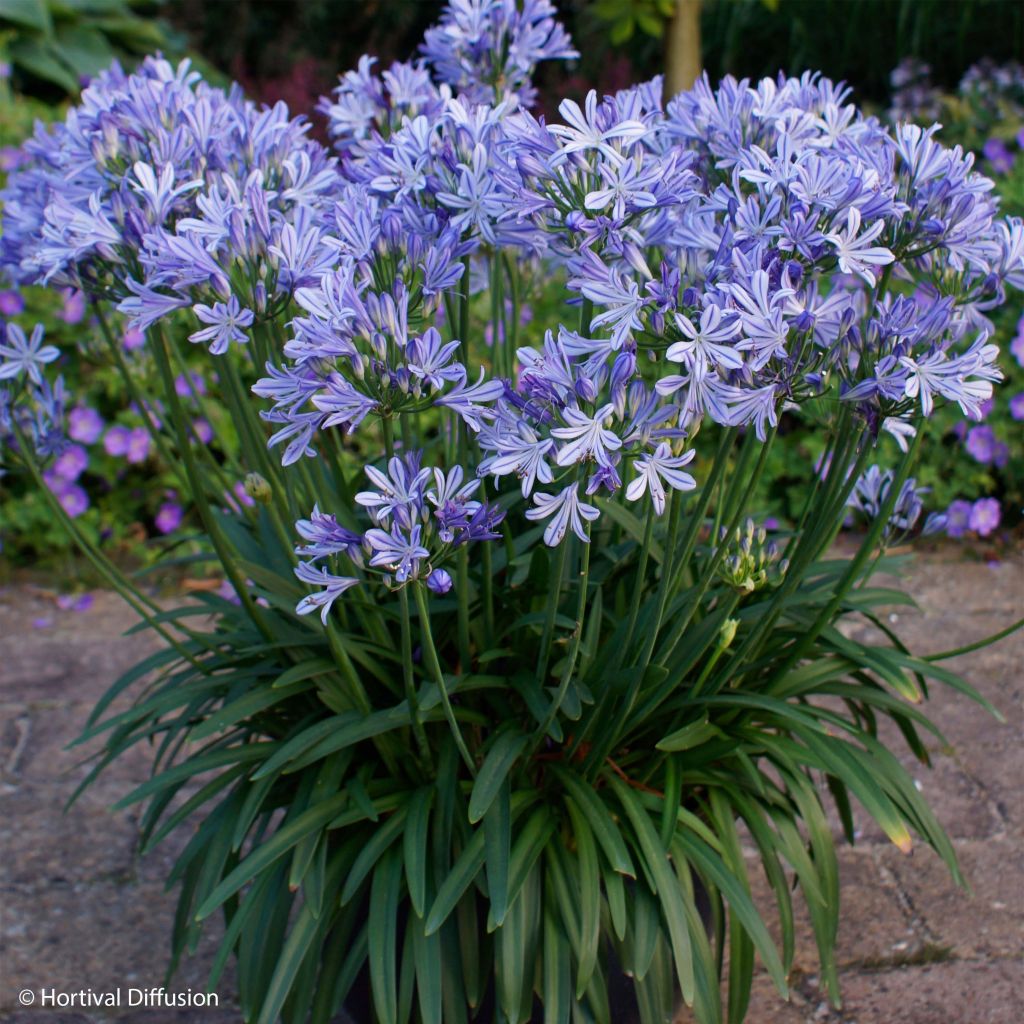 Les 10 fleurs invasives à (re)connaître à Grenoble