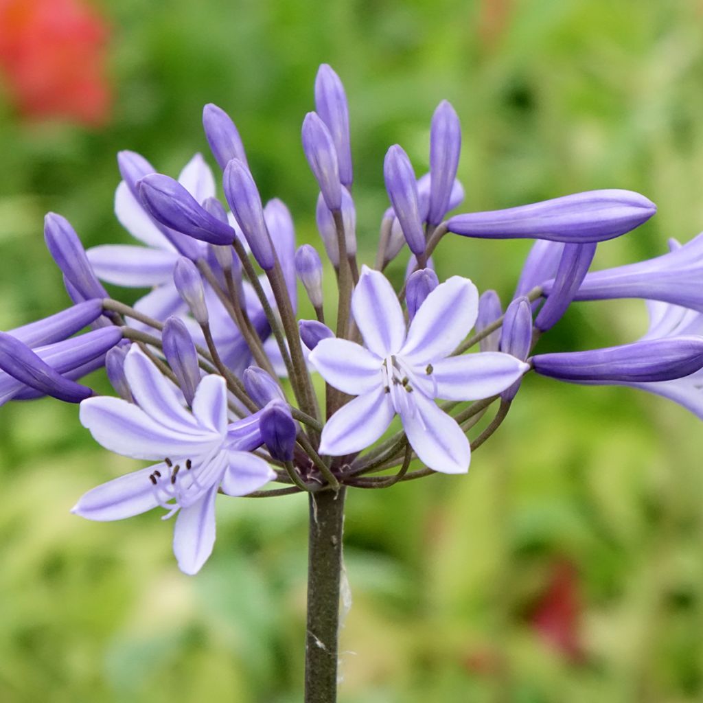 Agapanthe Headbourne Blue