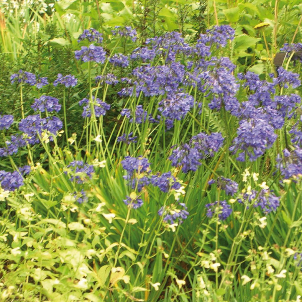 Agapanthe ou agapanthus hybride de Headbourne