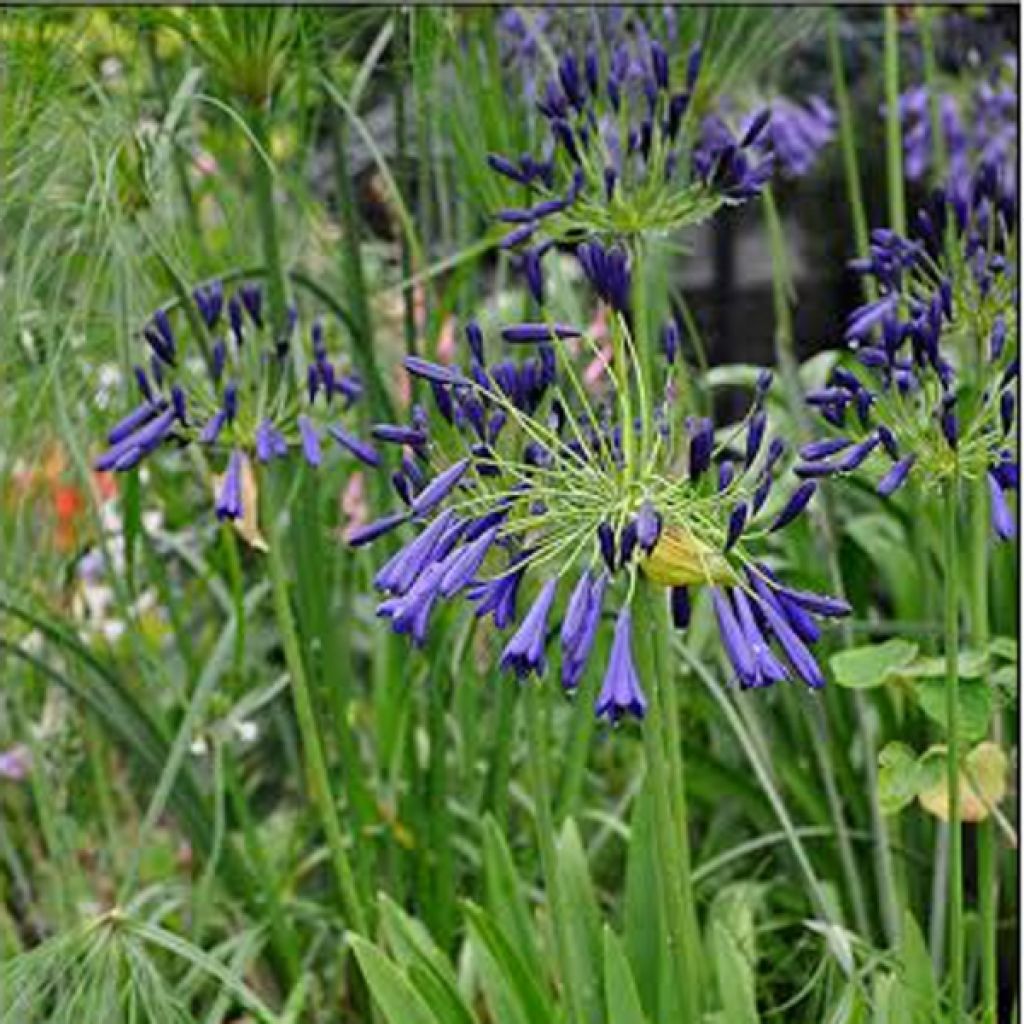 Agapanthe - Agapanthus inapertus Nigrescens en pot de 2L